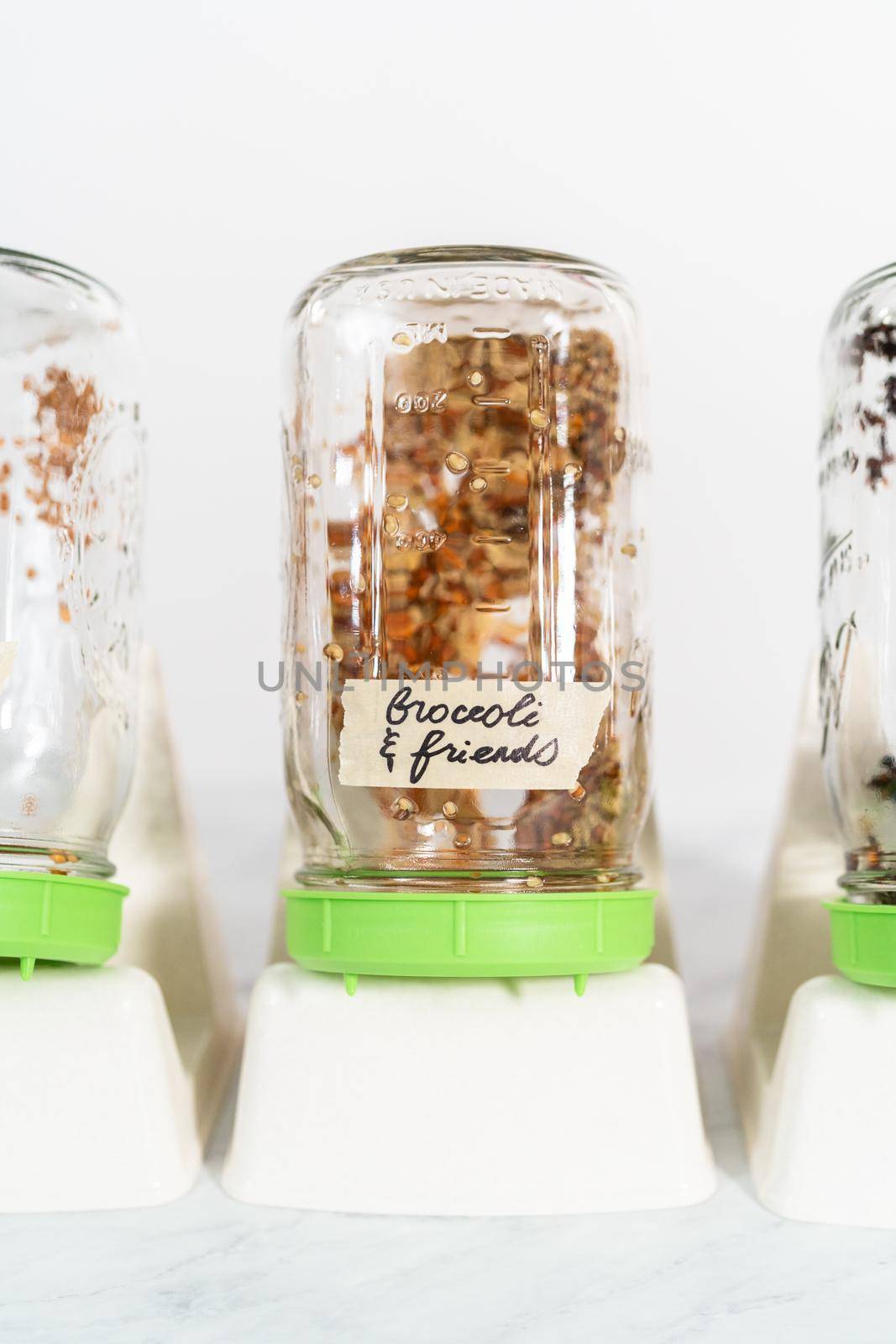 Day 2. Growing organic sprouts in a mason jar with sprouting lid on the kitchen counter.