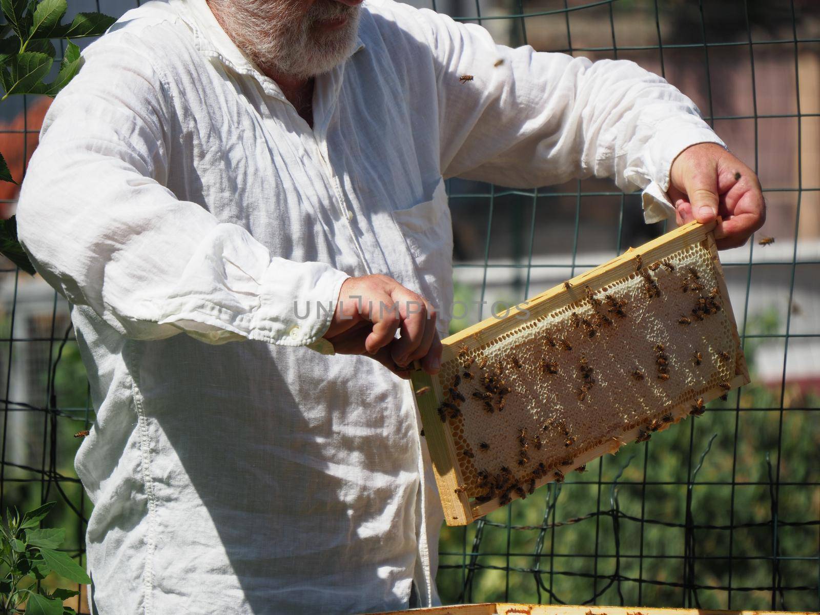 Master bee keeper pulls out a frame with honey from the beehive in the colony. by verbano