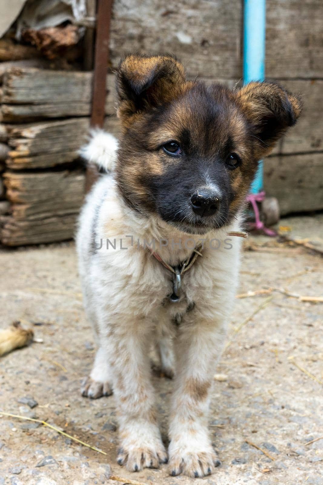 A small domestic hairy dog is looking at the camera. A small house guard on a leash.