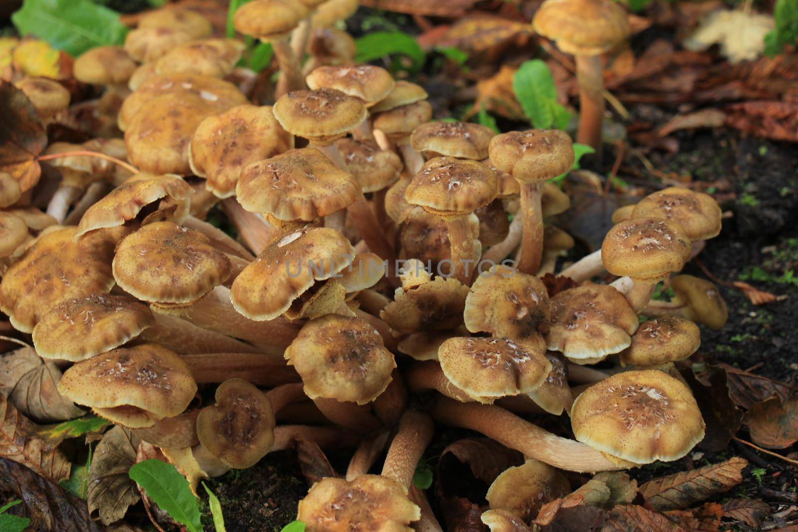 A group of mushrooms in a fall forest