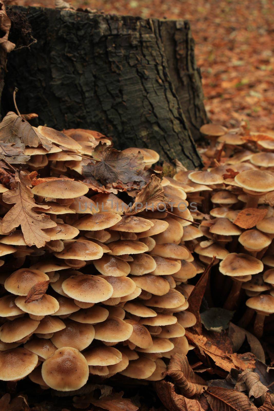Group of mushrooms in a fall forest by studioportosabbia