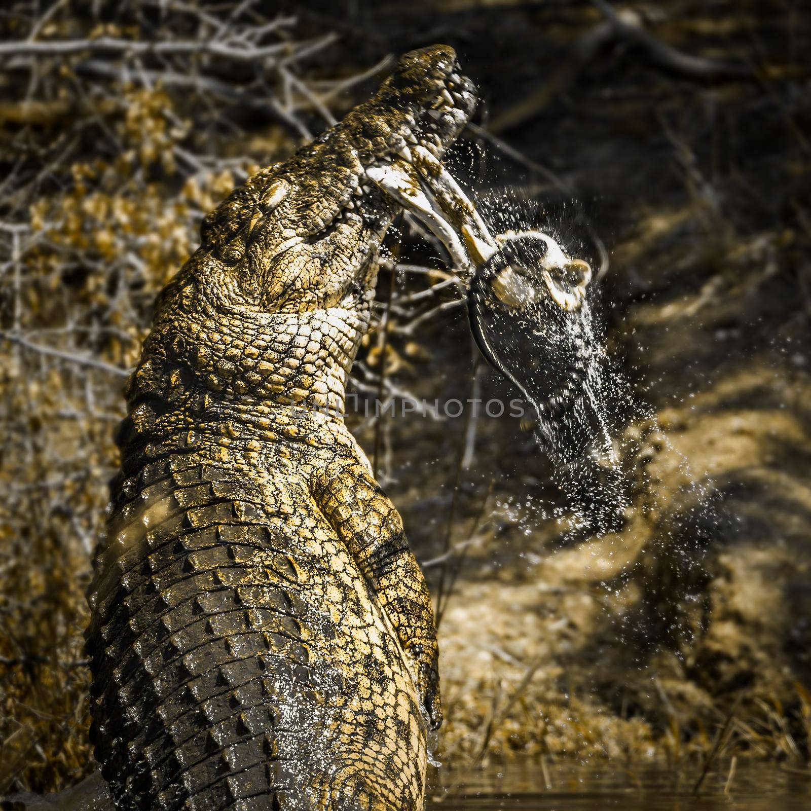 Nile crocodile in Kruger National park, South Africa by PACOCOMO