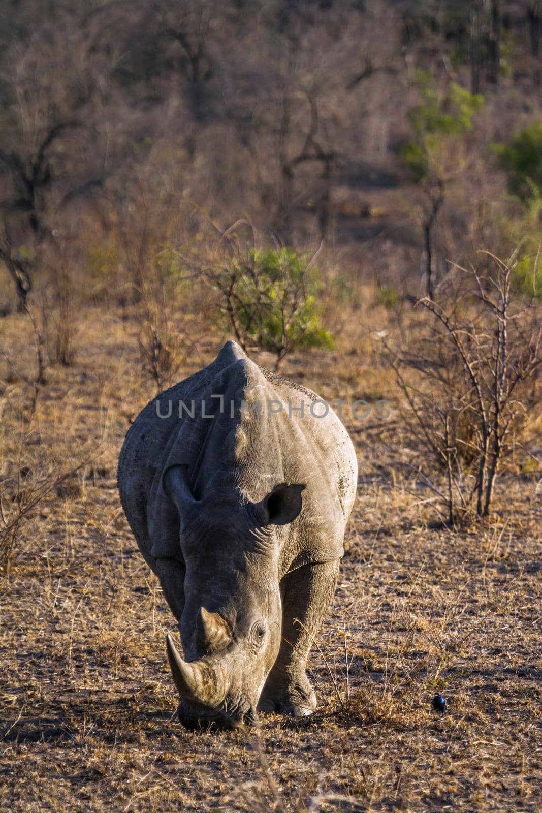 Specie Ceratotherium simum simum family of Rhinocerotidae