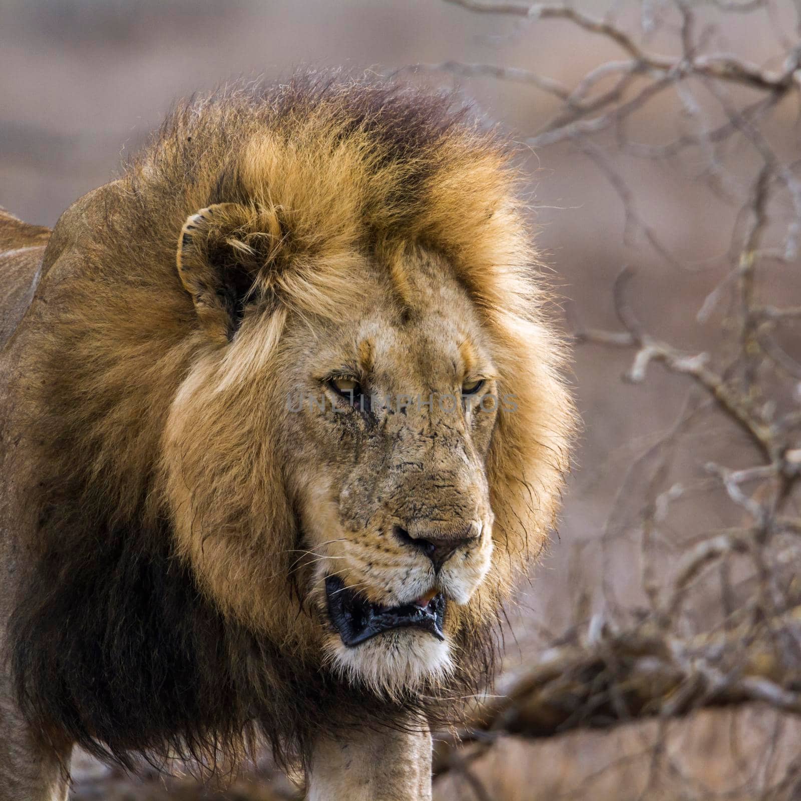 African lion in Kruger National park, South Africa by PACOCOMO