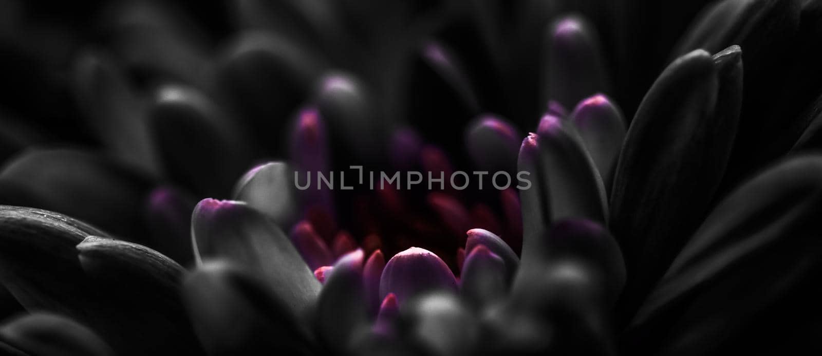 Black daisy flower petals in bloom, abstract floral blossom art background, flowers in spring nature for perfume scent, wedding, luxury beauty brand holiday design by Anneleven