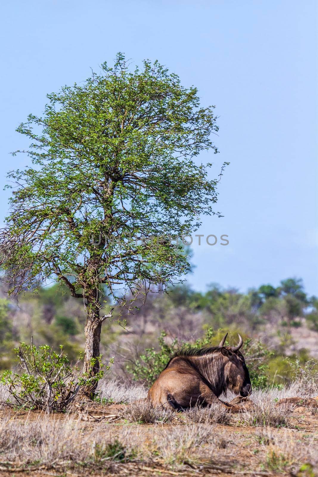 Blue wildebeest in Kruger National park, South Africa by PACOCOMO