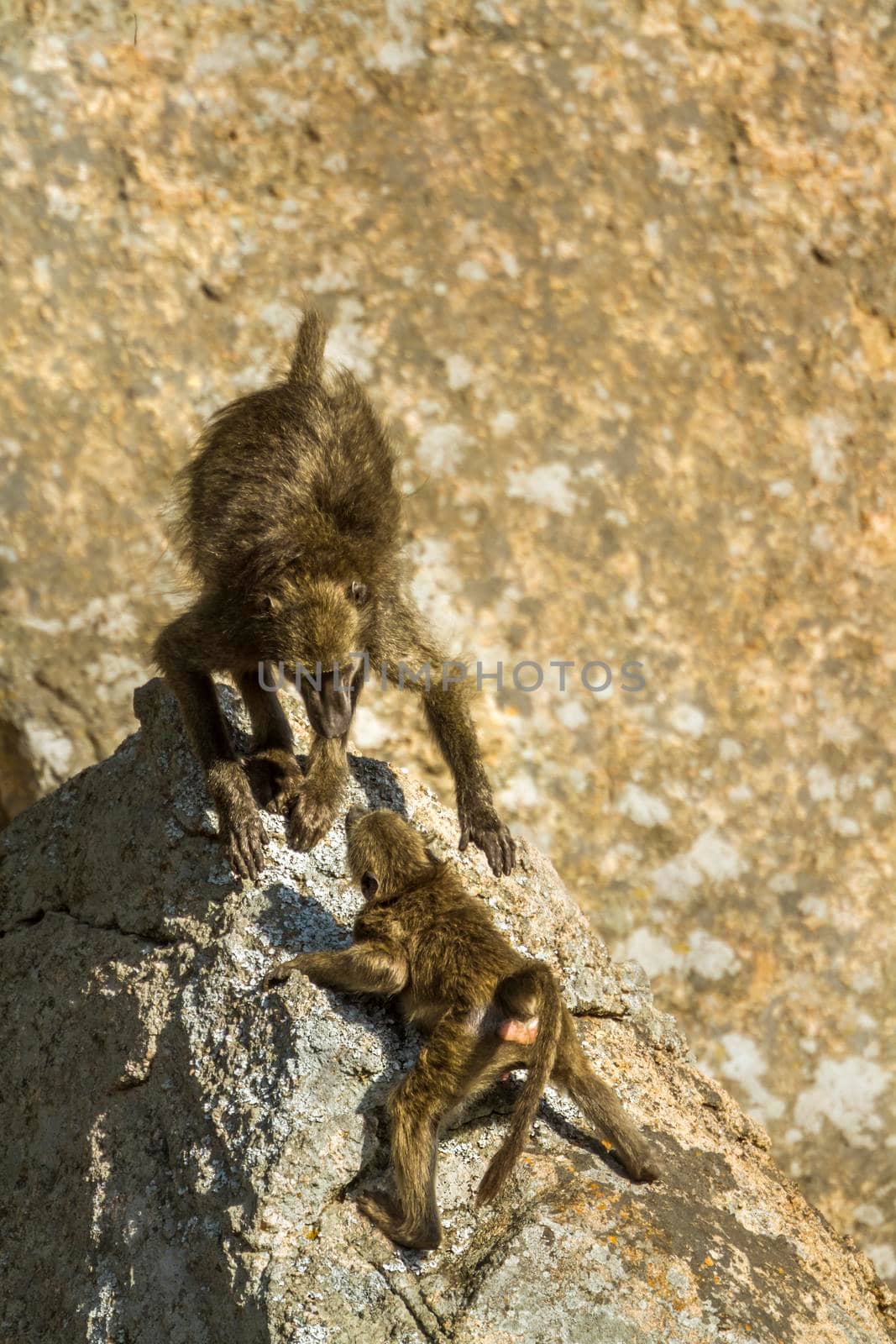 Chacma baboon in Kruger National park, South Africa by PACOCOMO