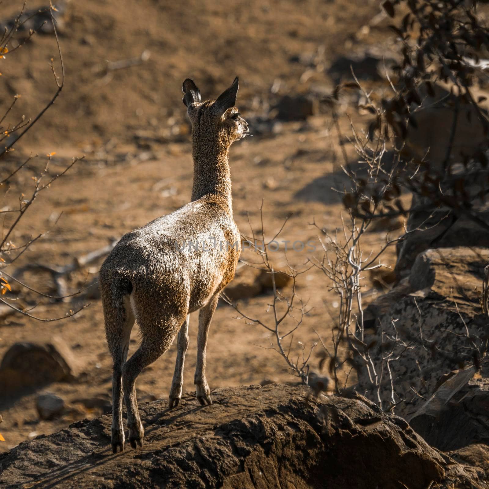 Specie Oreotragus oreotragus family of Bovidae