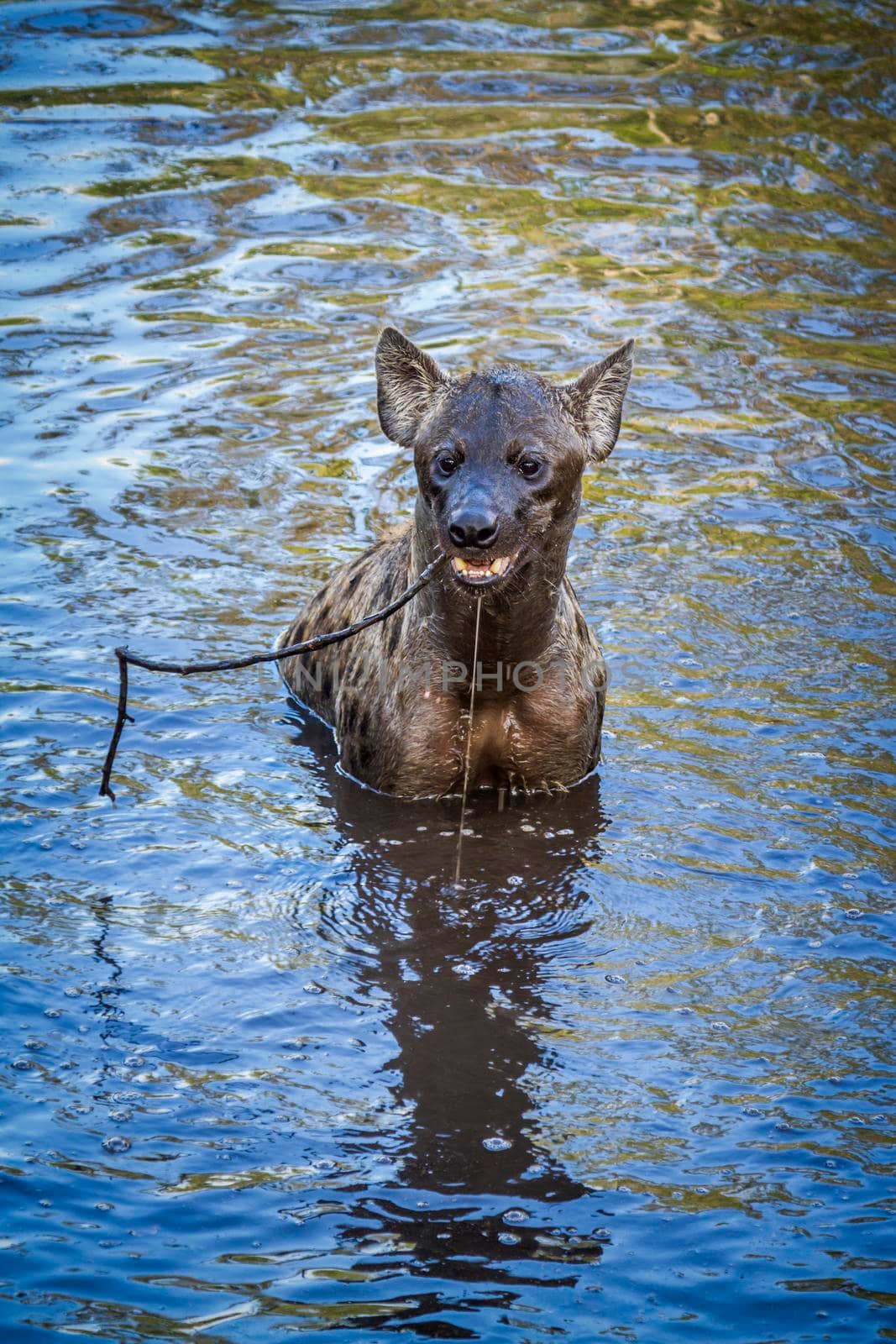 Spotted hyaena in Kruger National park, South Africa by PACOCOMO