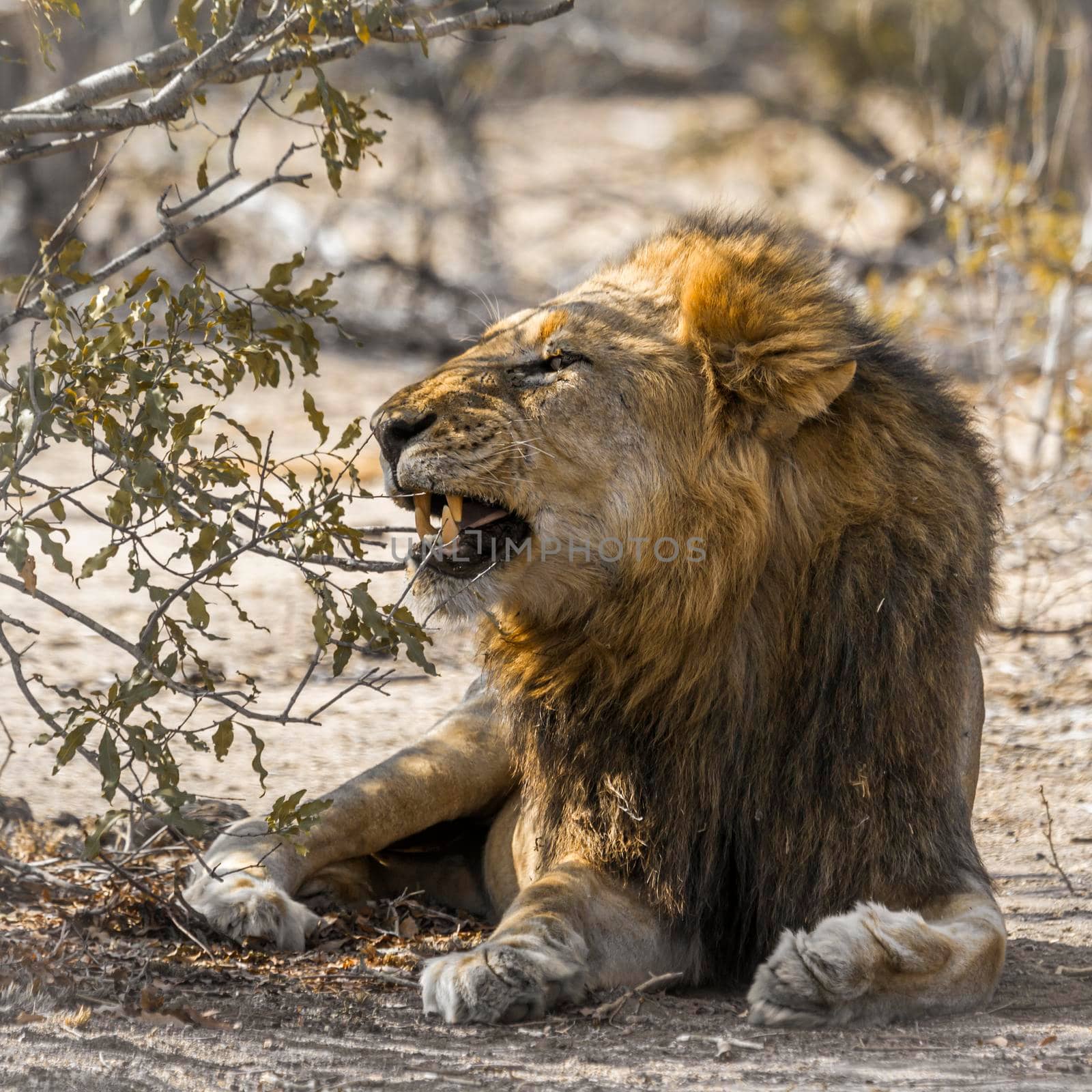 African lion in Kruger National park, South Africa by PACOCOMO