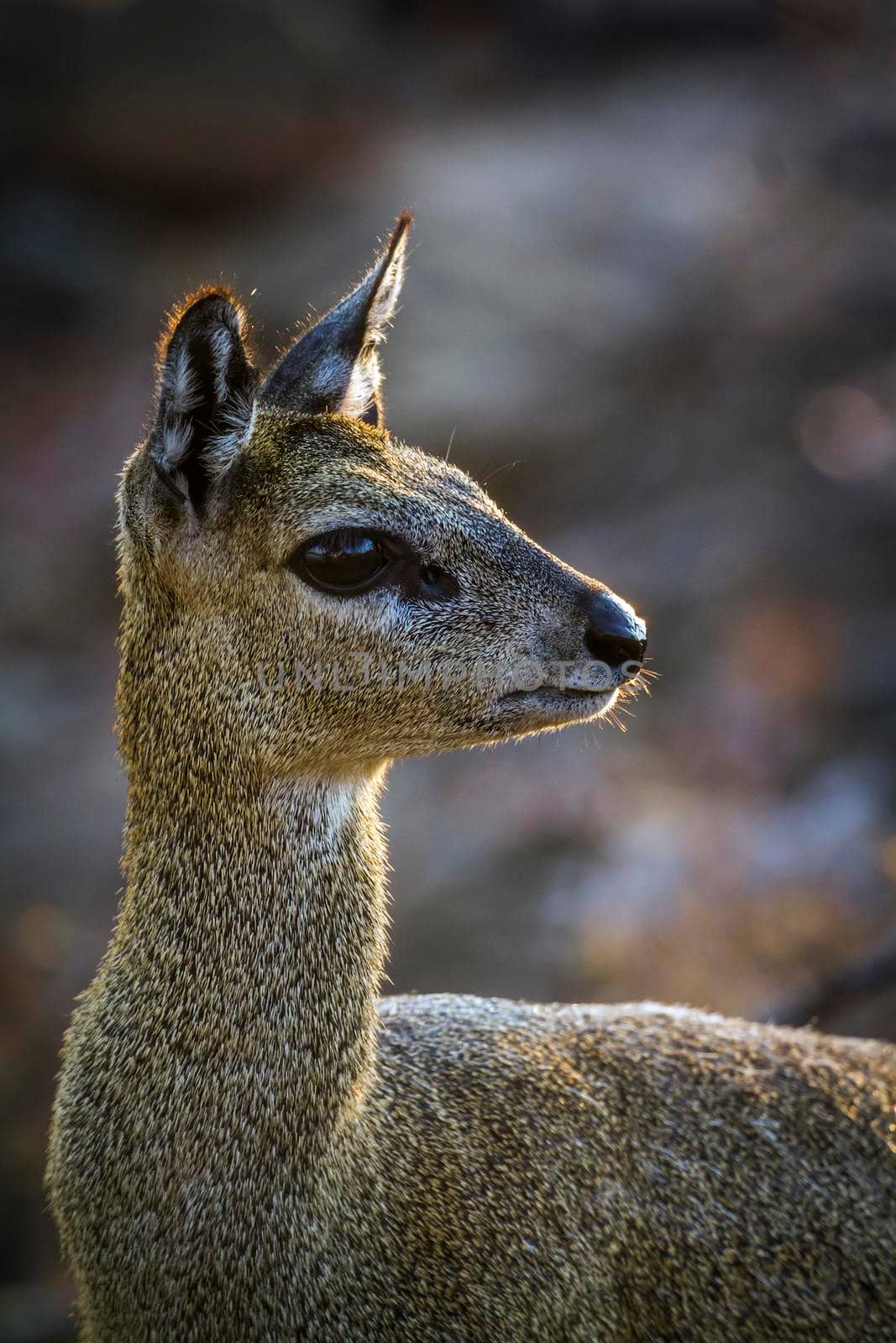 Klipspringer in Kruger National park, South Africa by PACOCOMO