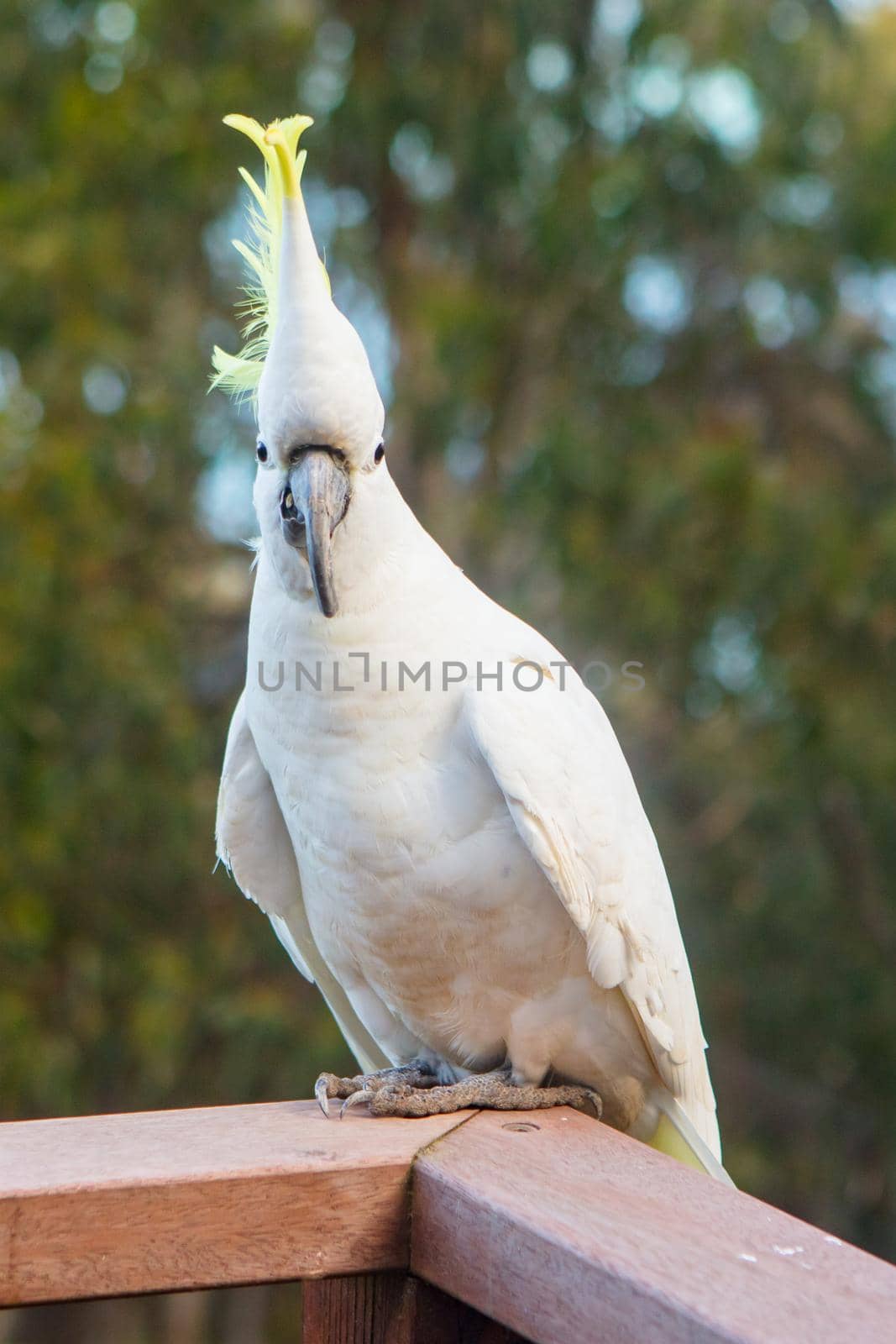 A wild yellow-crested cockatoo being fed in a garden near Lorne in Victoria, Australia