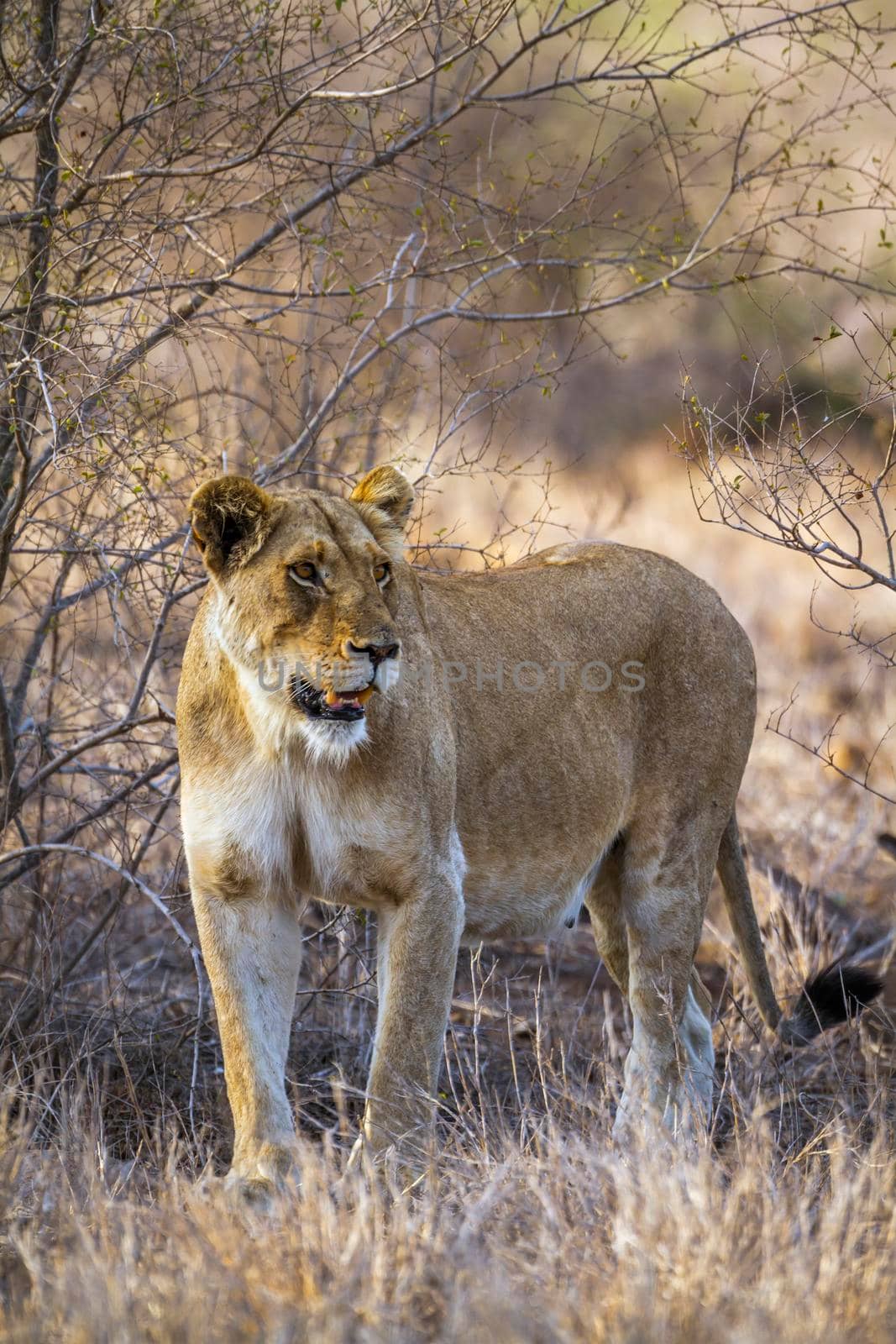 Specie Panthera leo family of Felidae