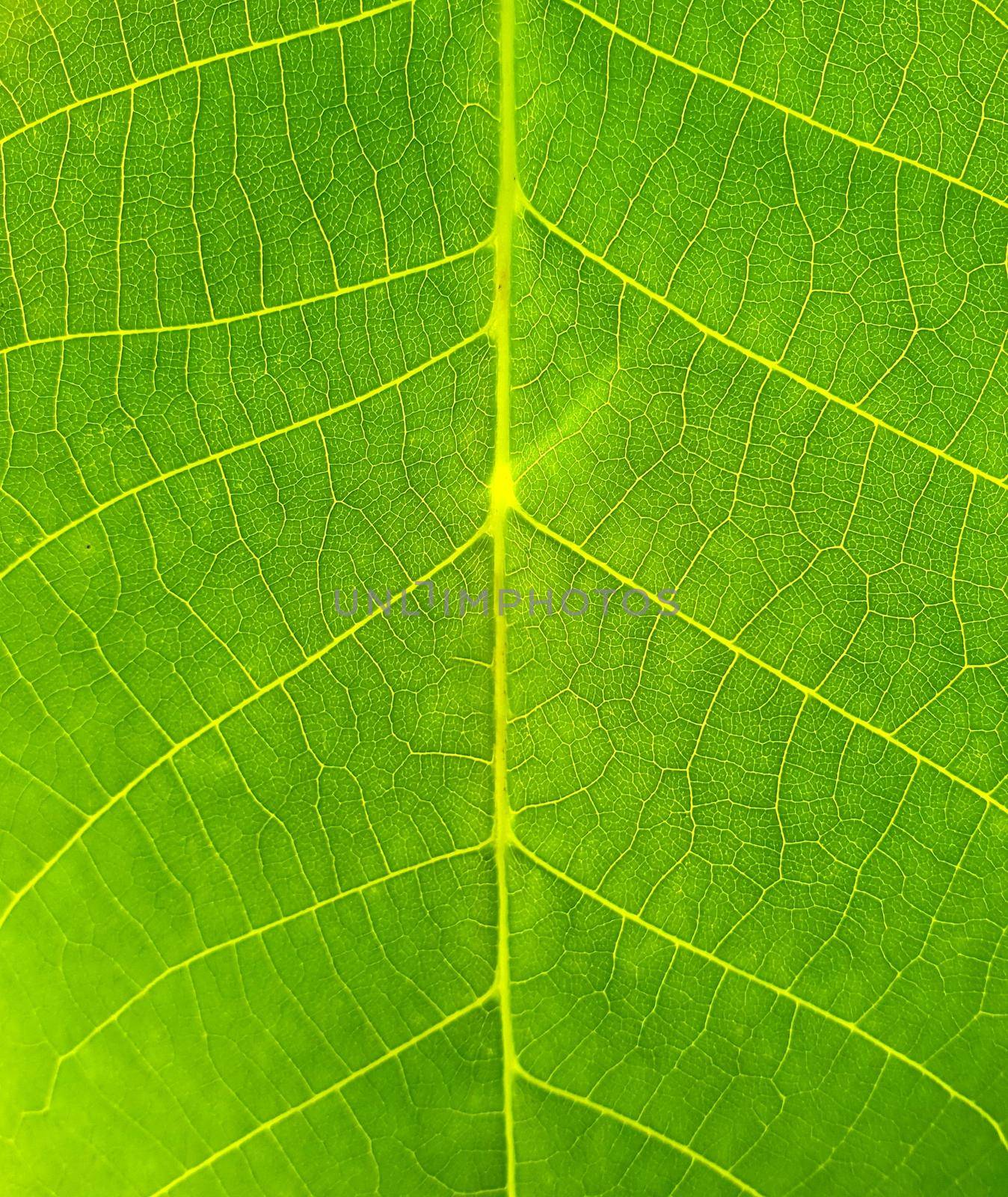 Full frame closeup of beautiful vivid green leaf. Surface with the structure of the green leaf, natural texture. 