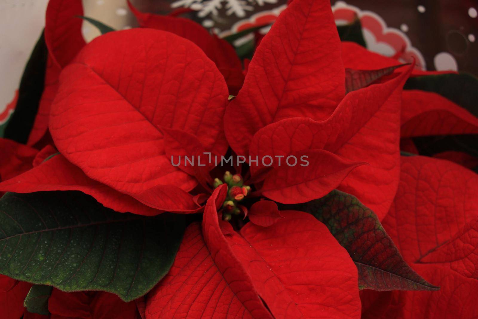group of red poinsettia in full flower christmas season plants by studioportosabbia
