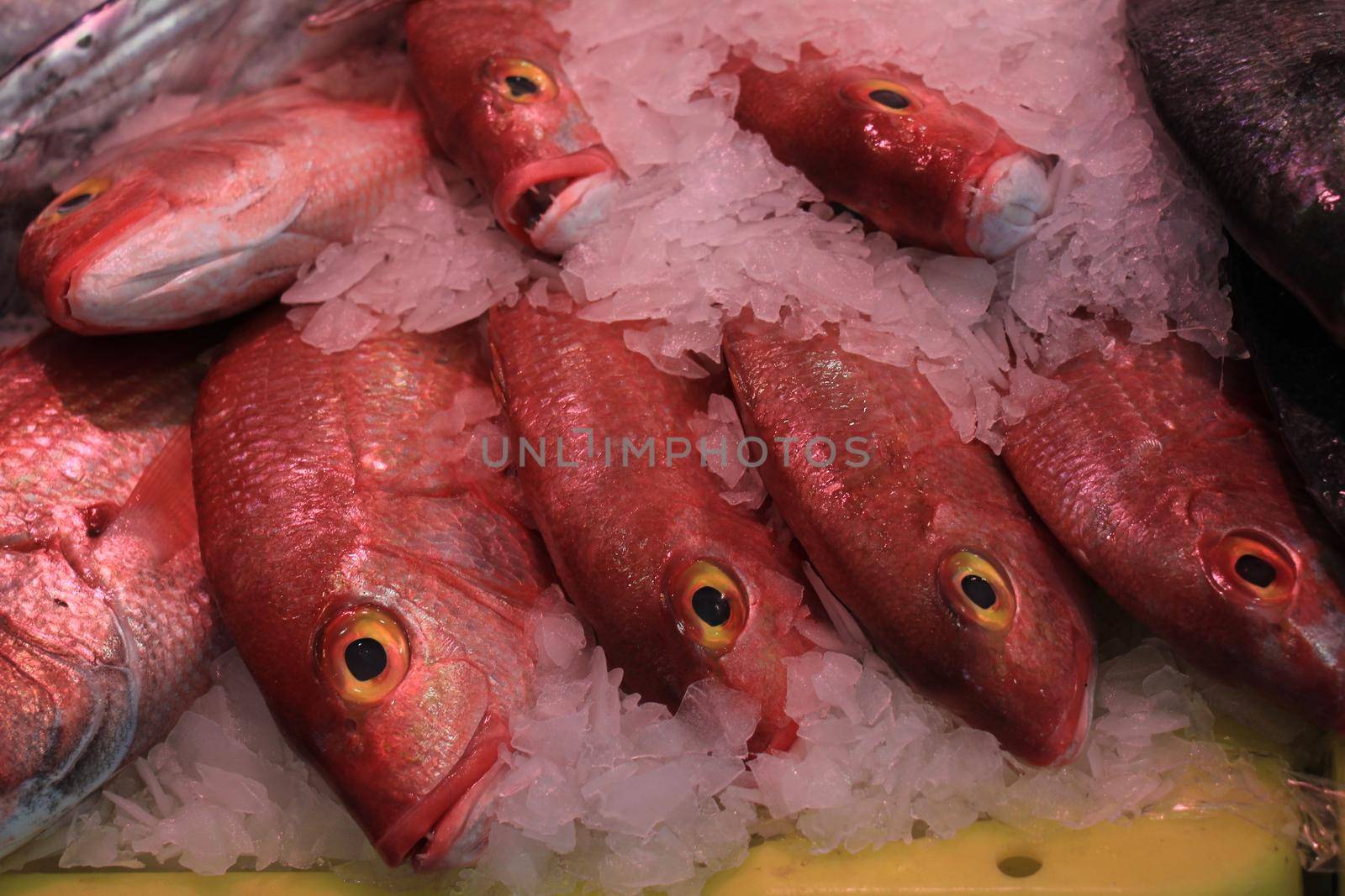 Fresh sea fishes on crushed ice in a fish shop by studioportosabbia