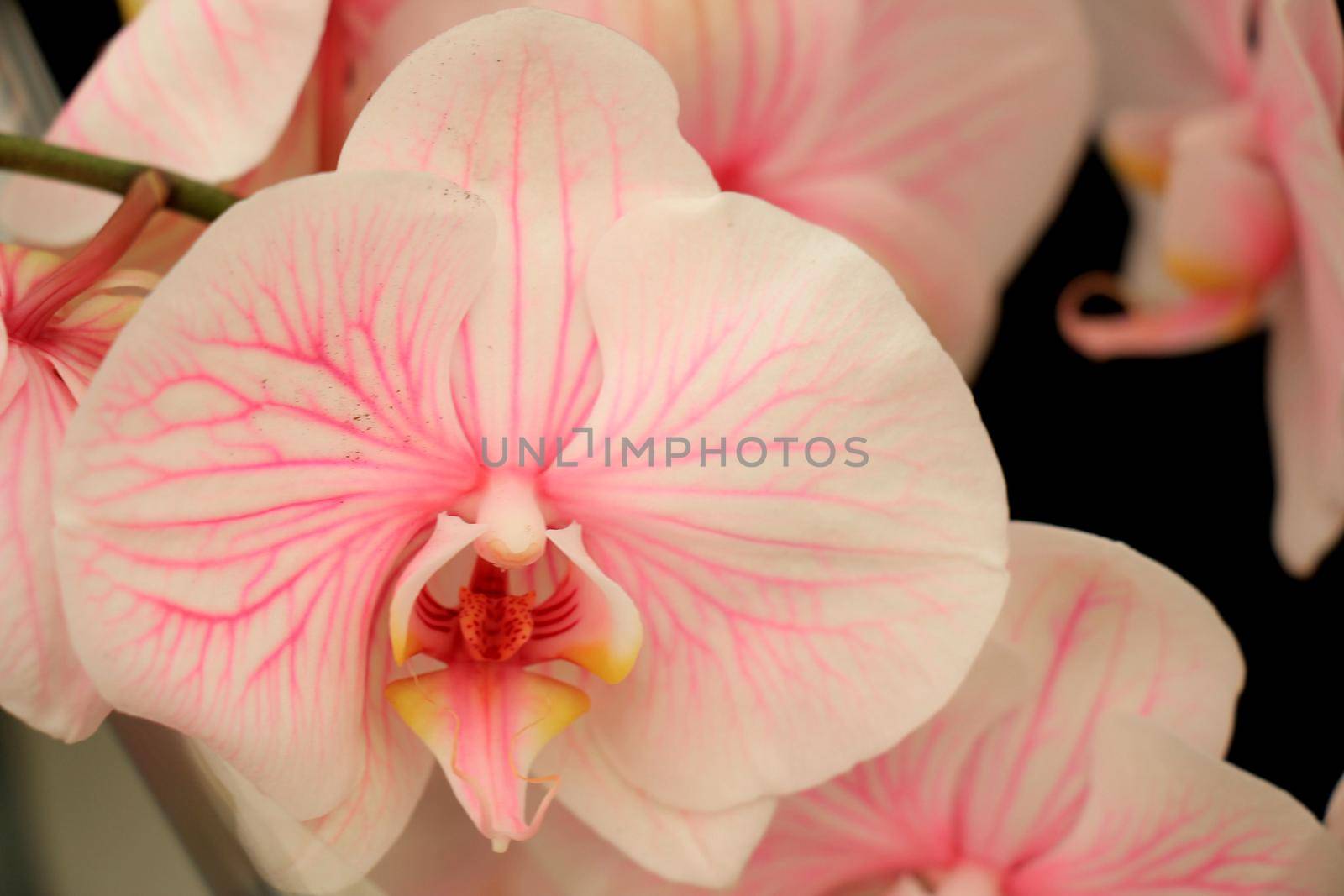 Phalaenopsis orchid, peach pink and white with yellow heart by studioportosabbia