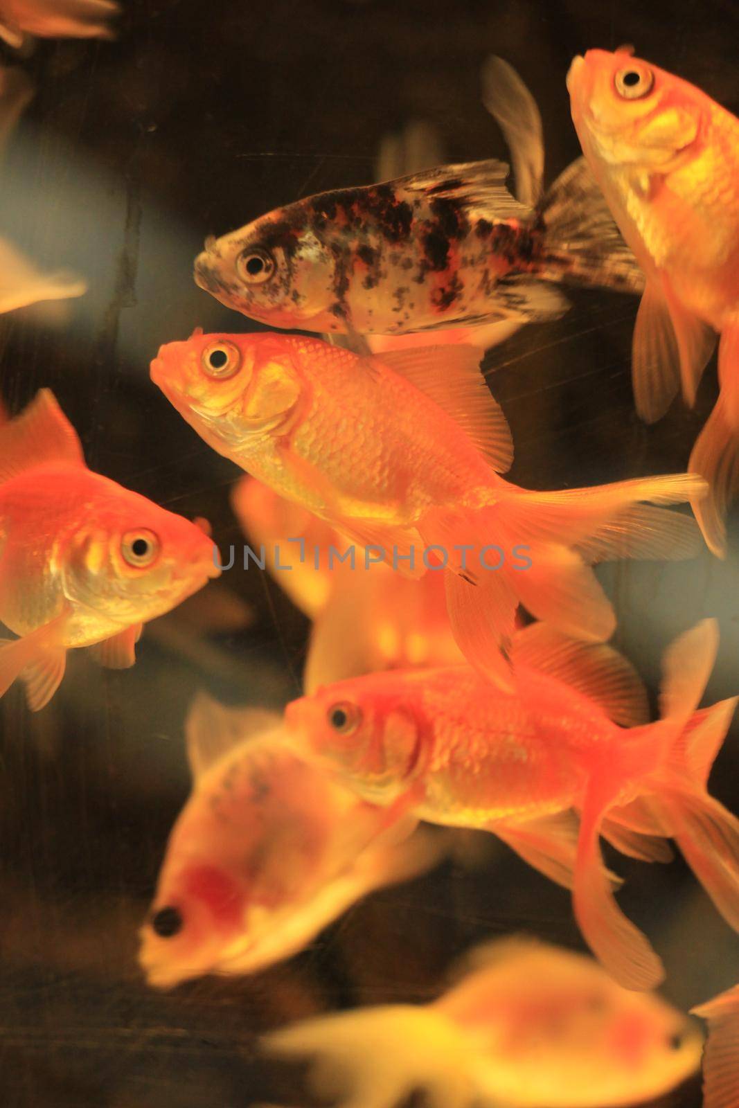 Goldfish in various sizes in a fish tank