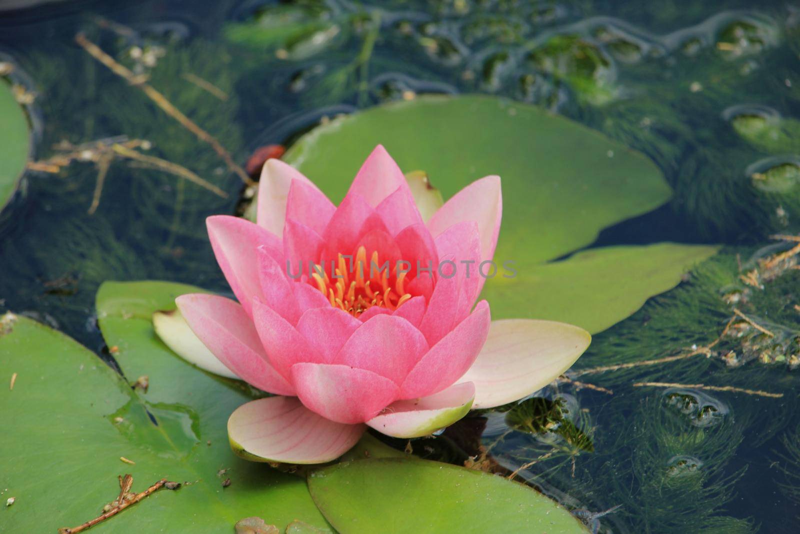 Pink water lily floating in a sunlit pond by studioportosabbia