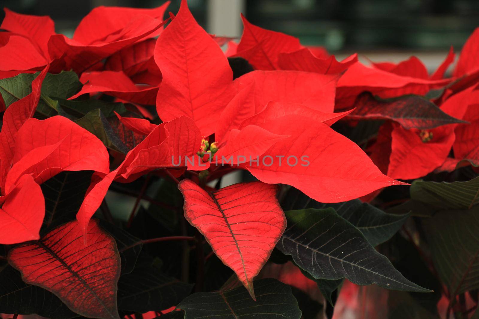group of red poinsettia in full flower christmas season plants