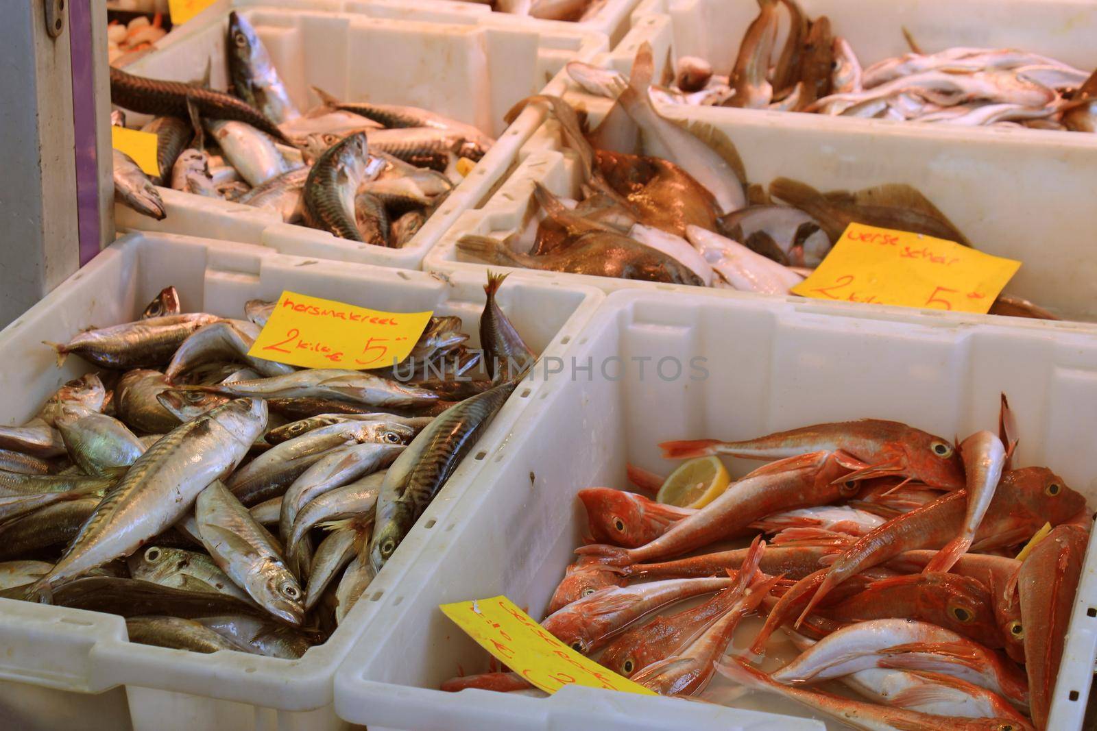 Fresh fishes on a market stall (tags: price and product information in Dutch, mackerel and Common dab) by studioportosabbia