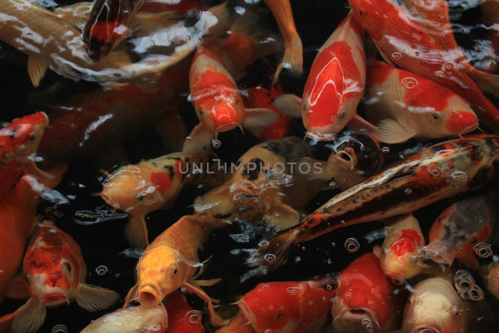 Koi Carps in various colors and sizes in a fish pond by studioportosabbia