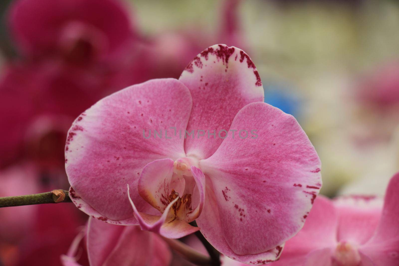Phalaenopsis orchid, bright pink and dark red by studioportosabbia