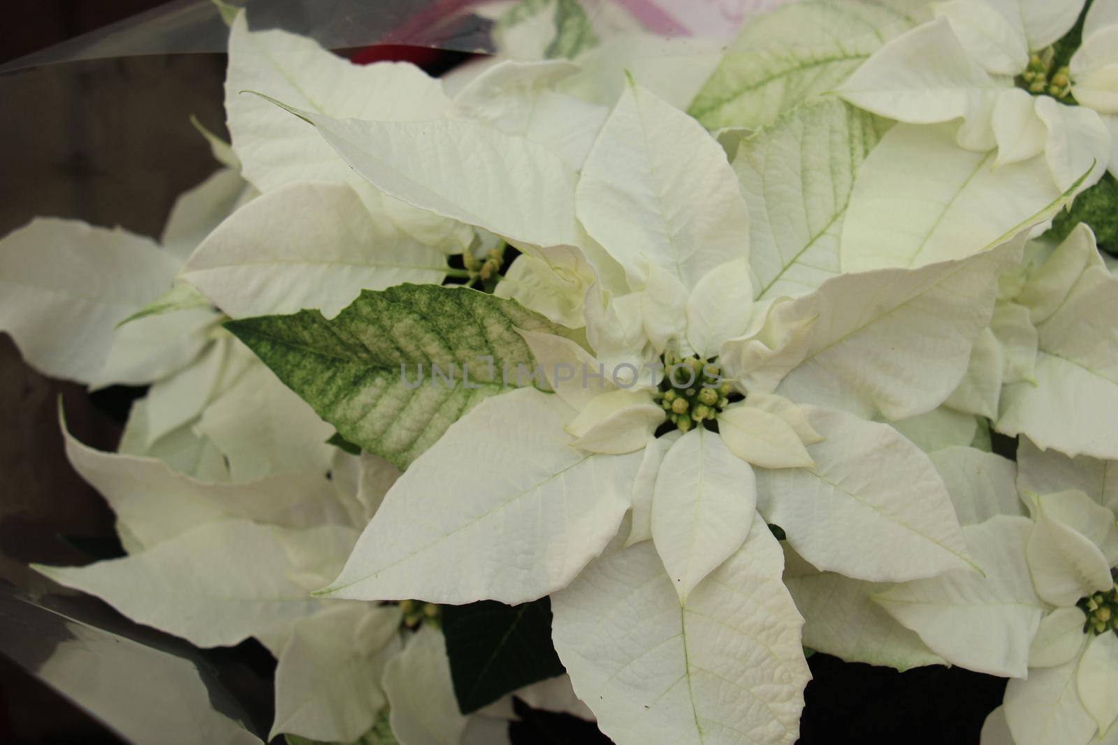 group of white poinsettia in full flower christmas season plants by studioportosabbia