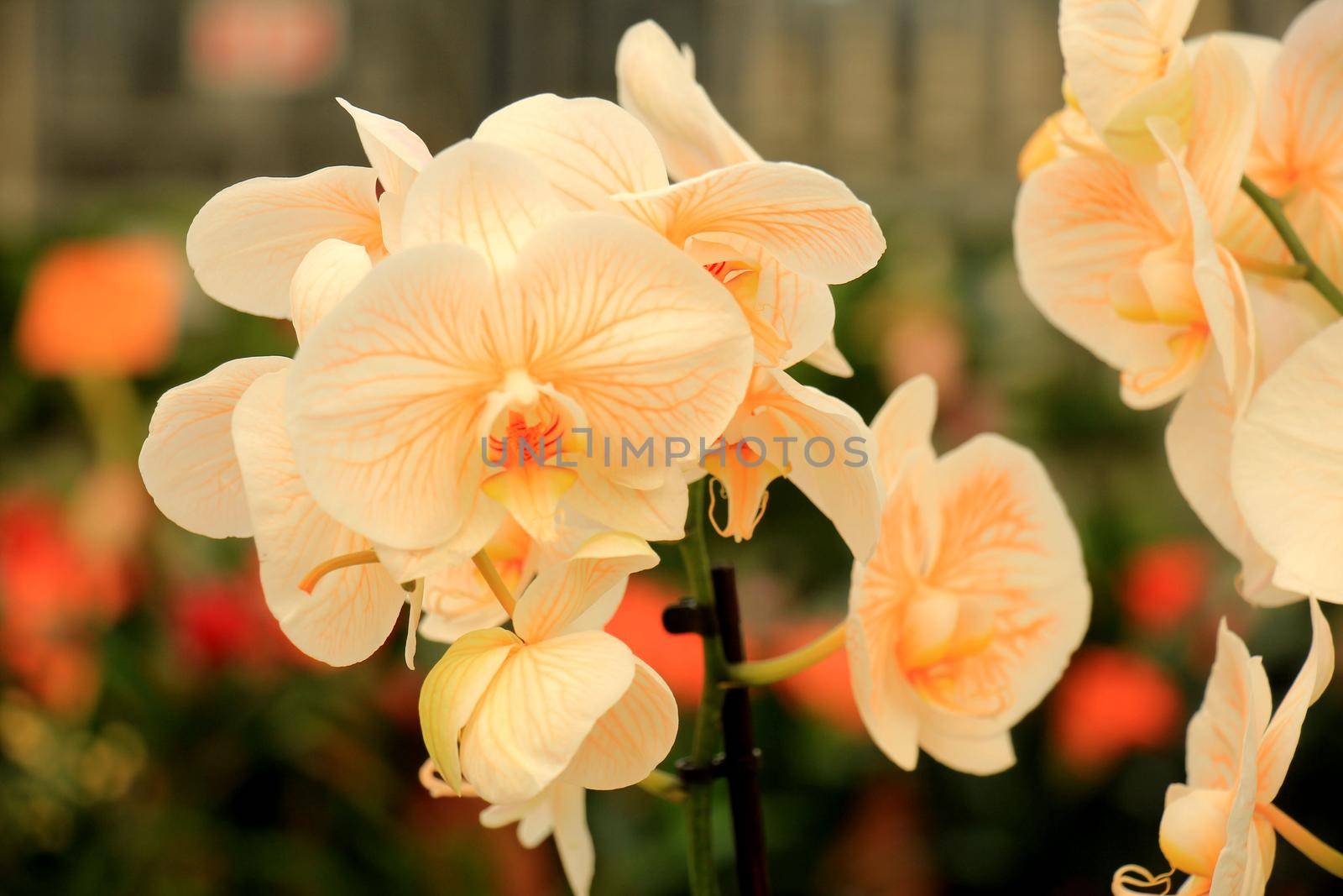 Phalaenopsis orchid, peach pink and white with yellow heart by studioportosabbia