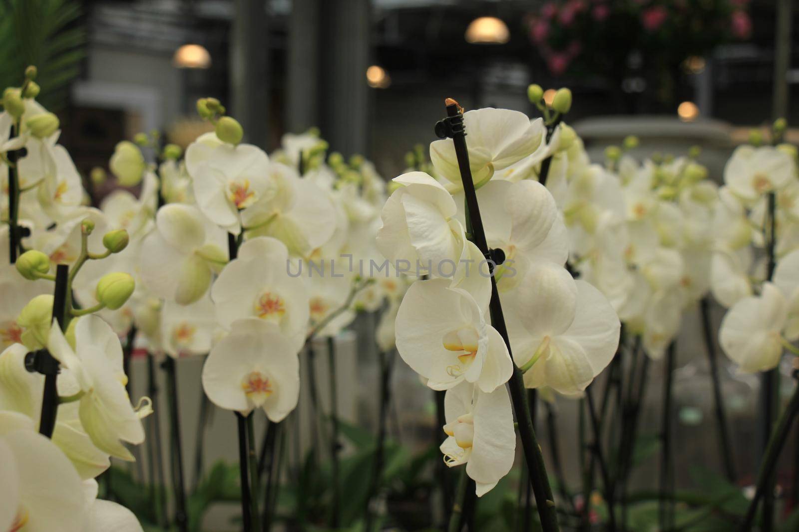 Phalaenopsis orchid, snow white with yellow heart
