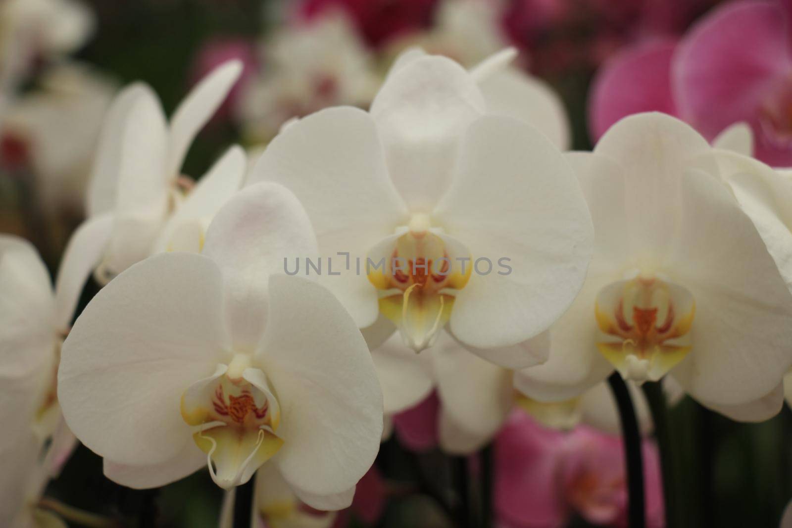 Phalaenopsis orchid, snow white with yellow heart by studioportosabbia