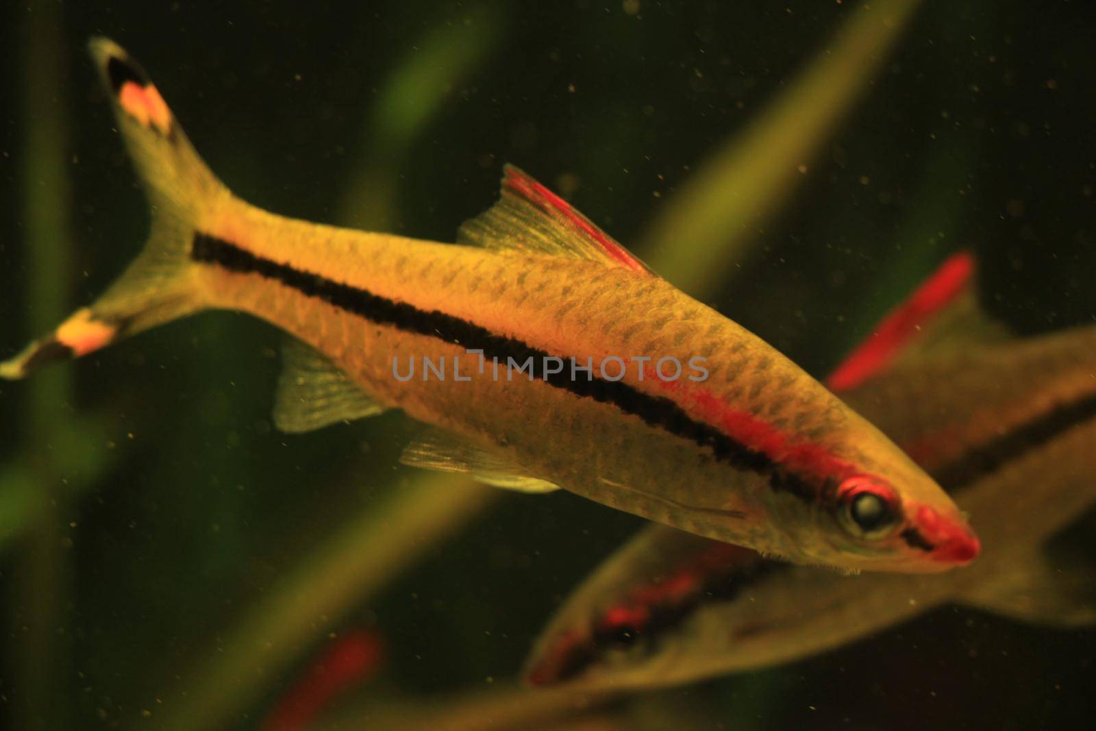 Pearl gourami in a big freshwater fish tank by studioportosabbia