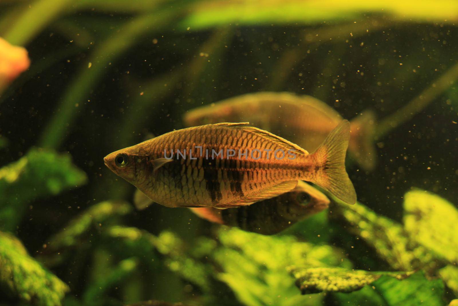 Pearl gourami in a big freshwater fish tank by studioportosabbia