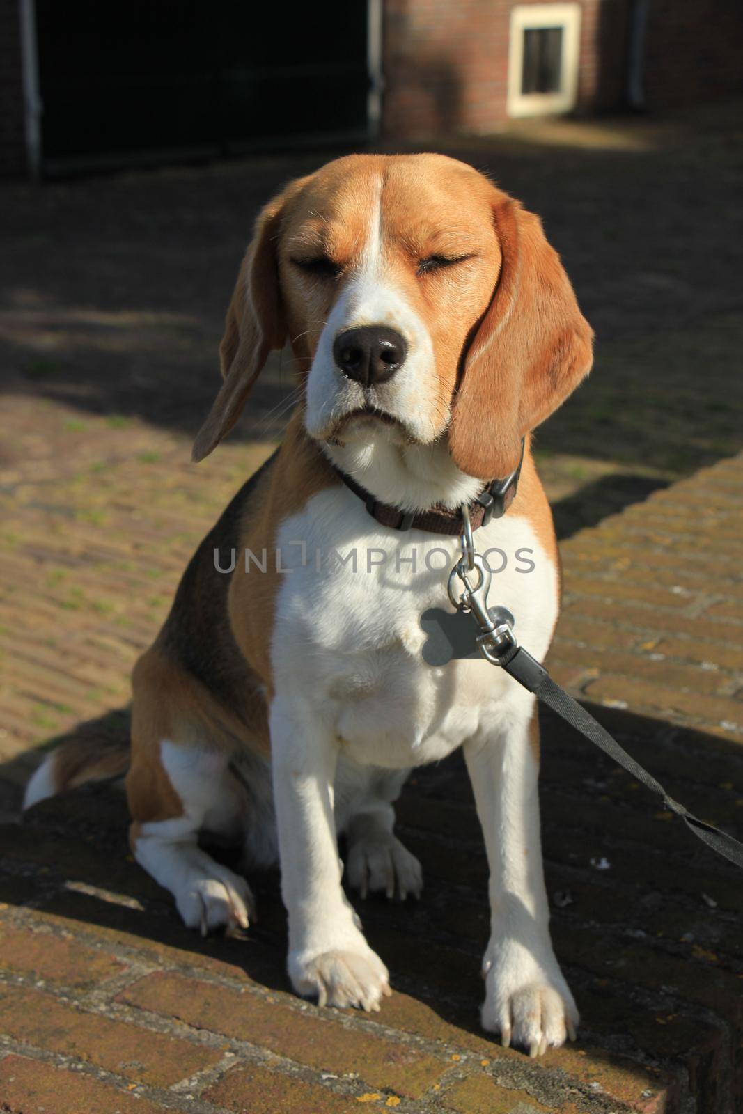Young female beagle, four years old in late afternoon sun.