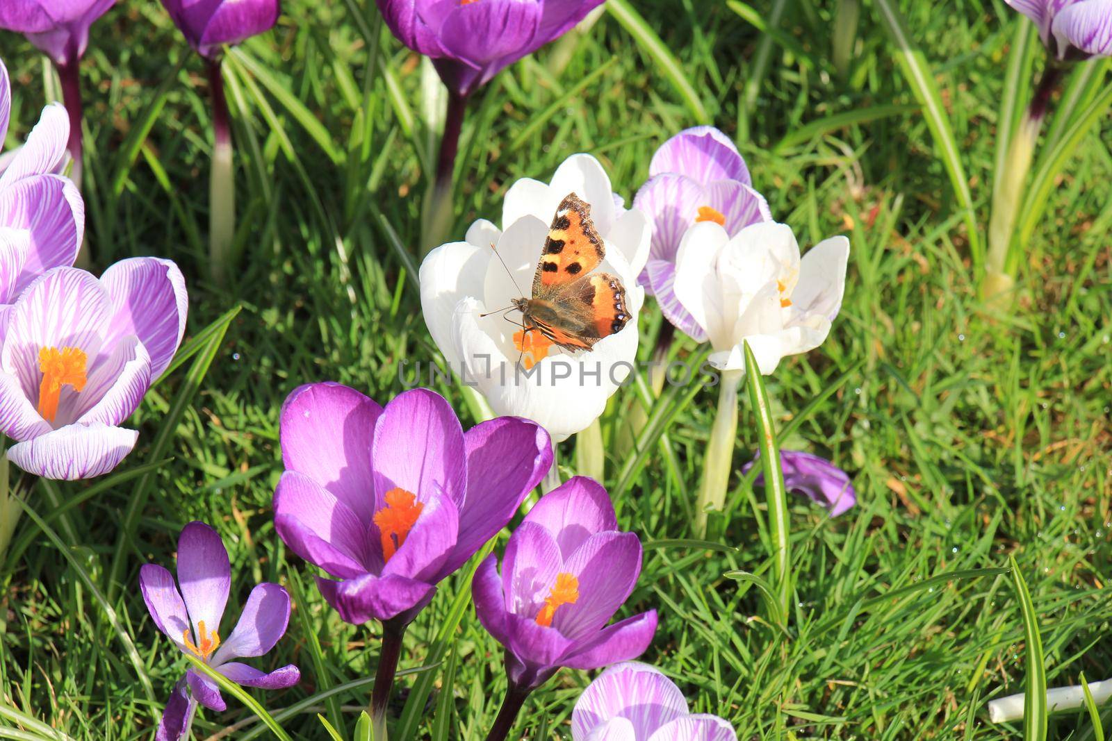 small tortoiseshell butterfly on a crocus in early spring sunlight