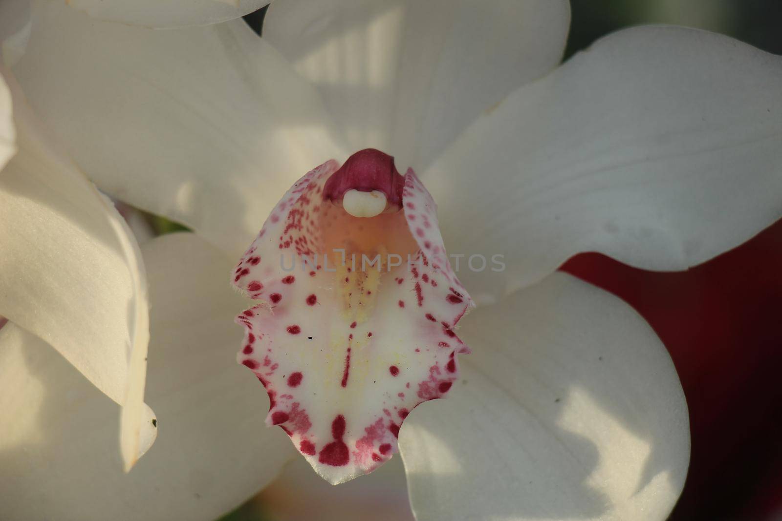 White Cymbidium orchids in a bridal floral arrangement