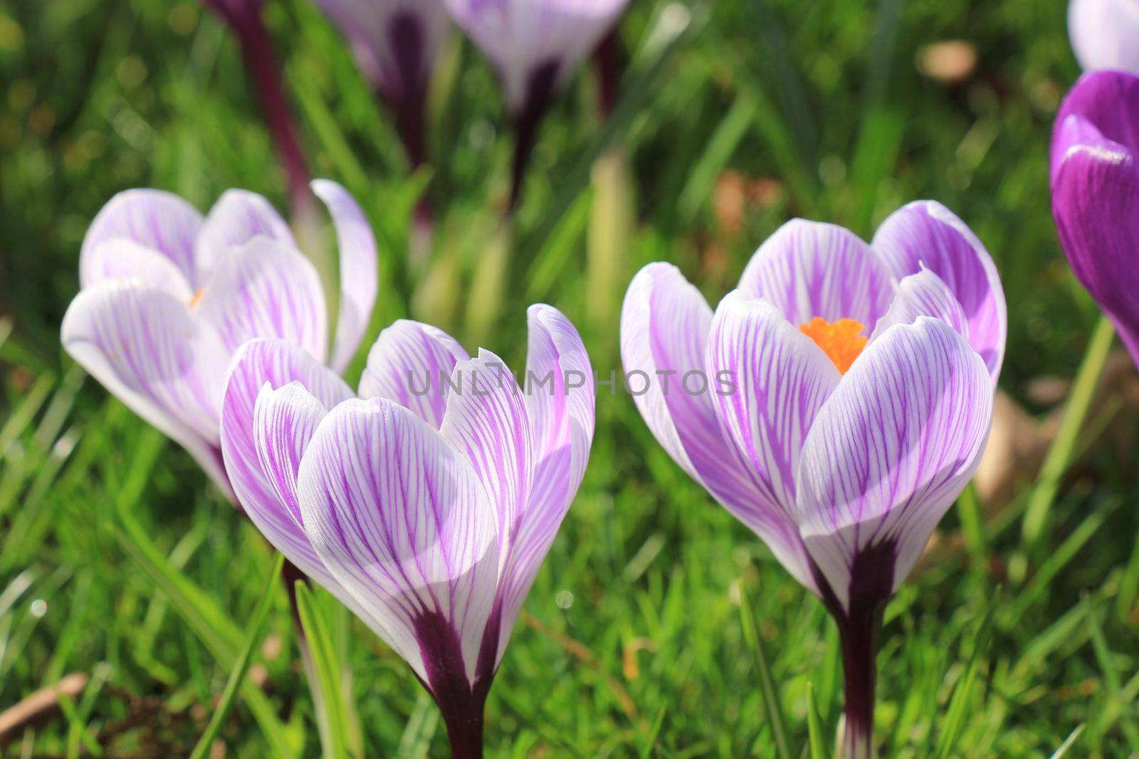 Purple and white crocuses on a field