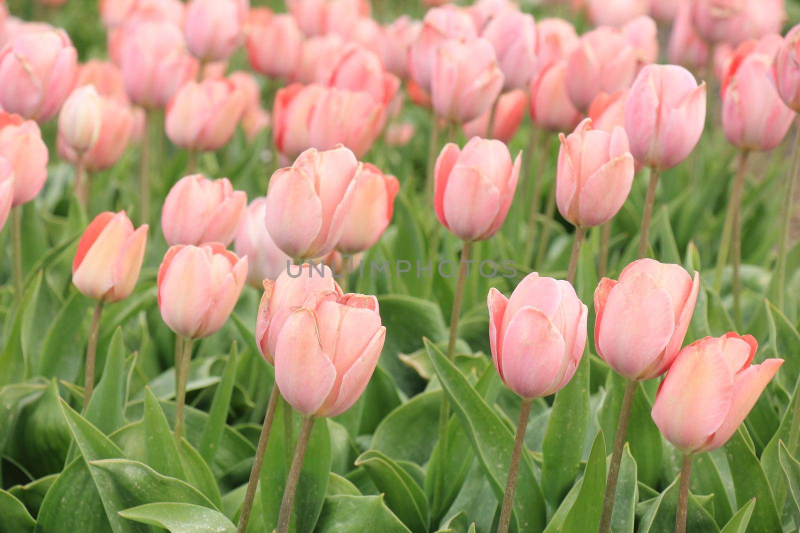 Pink tulips in a field: Tulips growing on an agriculture field by studioportosabbia