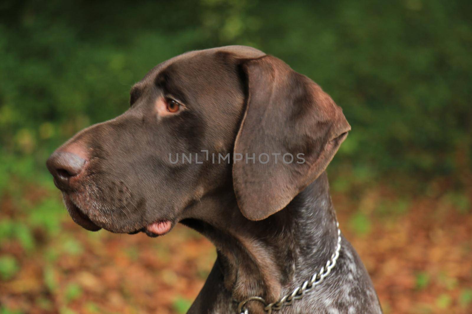 German Shorthaired Pointer, 3 year old male by studioportosabbia