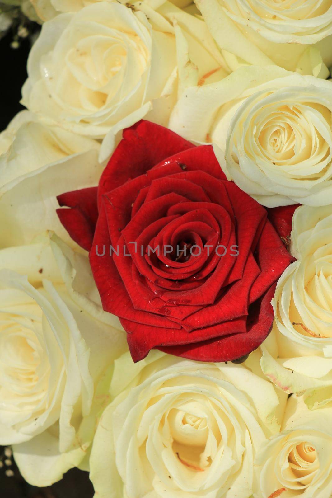 Single red rose in a white rose wedding bouquet