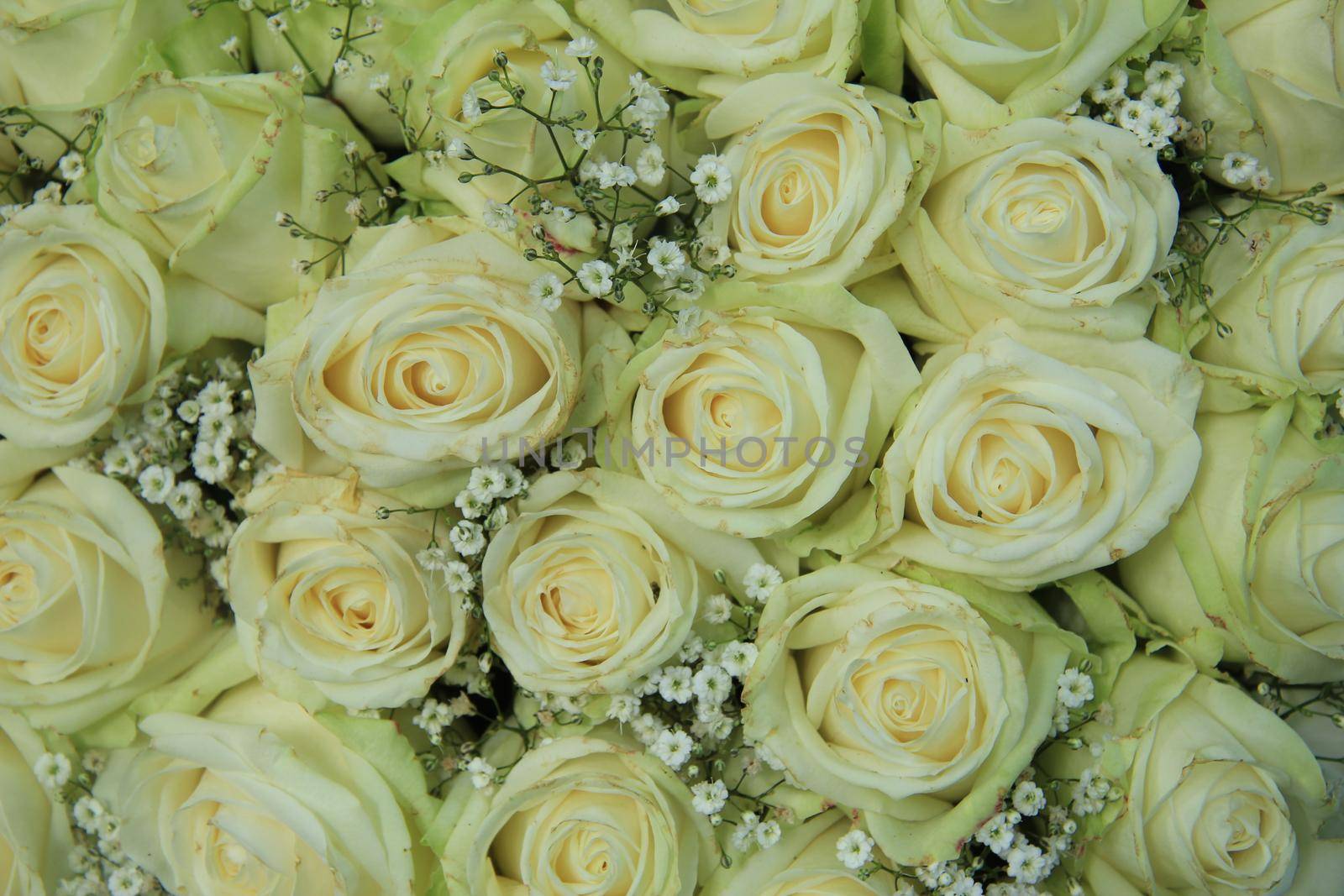 white rose and gypsophila bouquet for a wedding