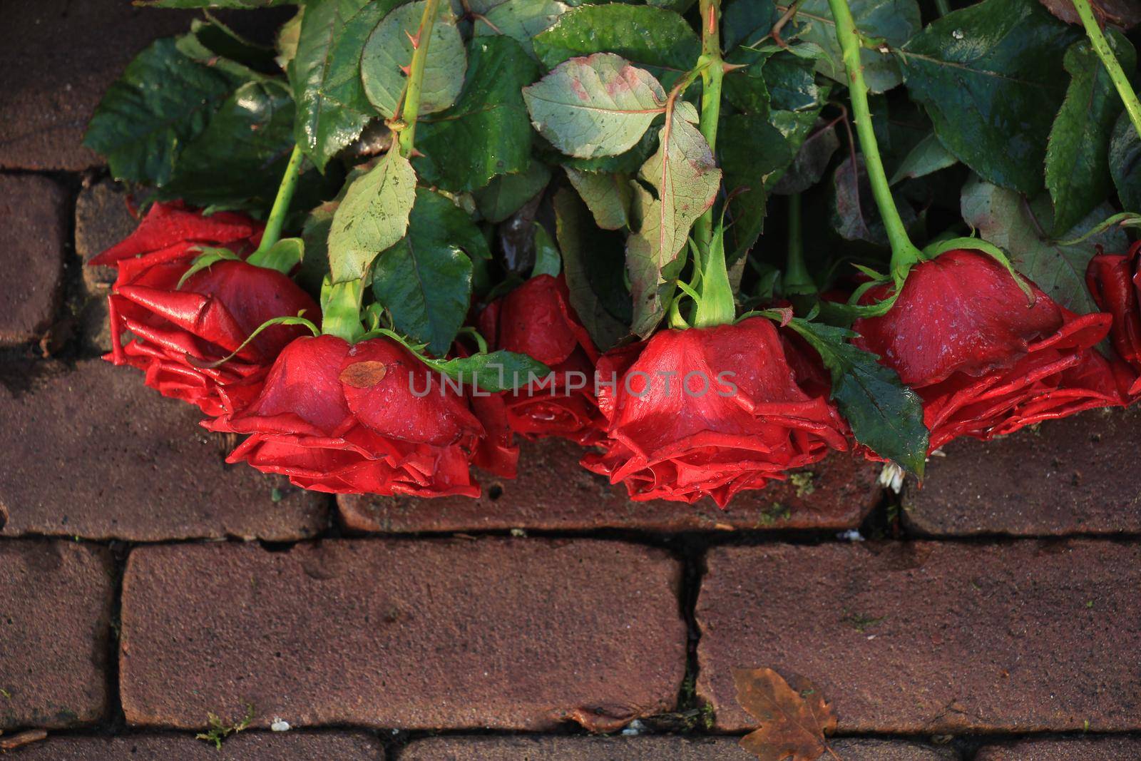 Red roses on the pavement of a cemetery