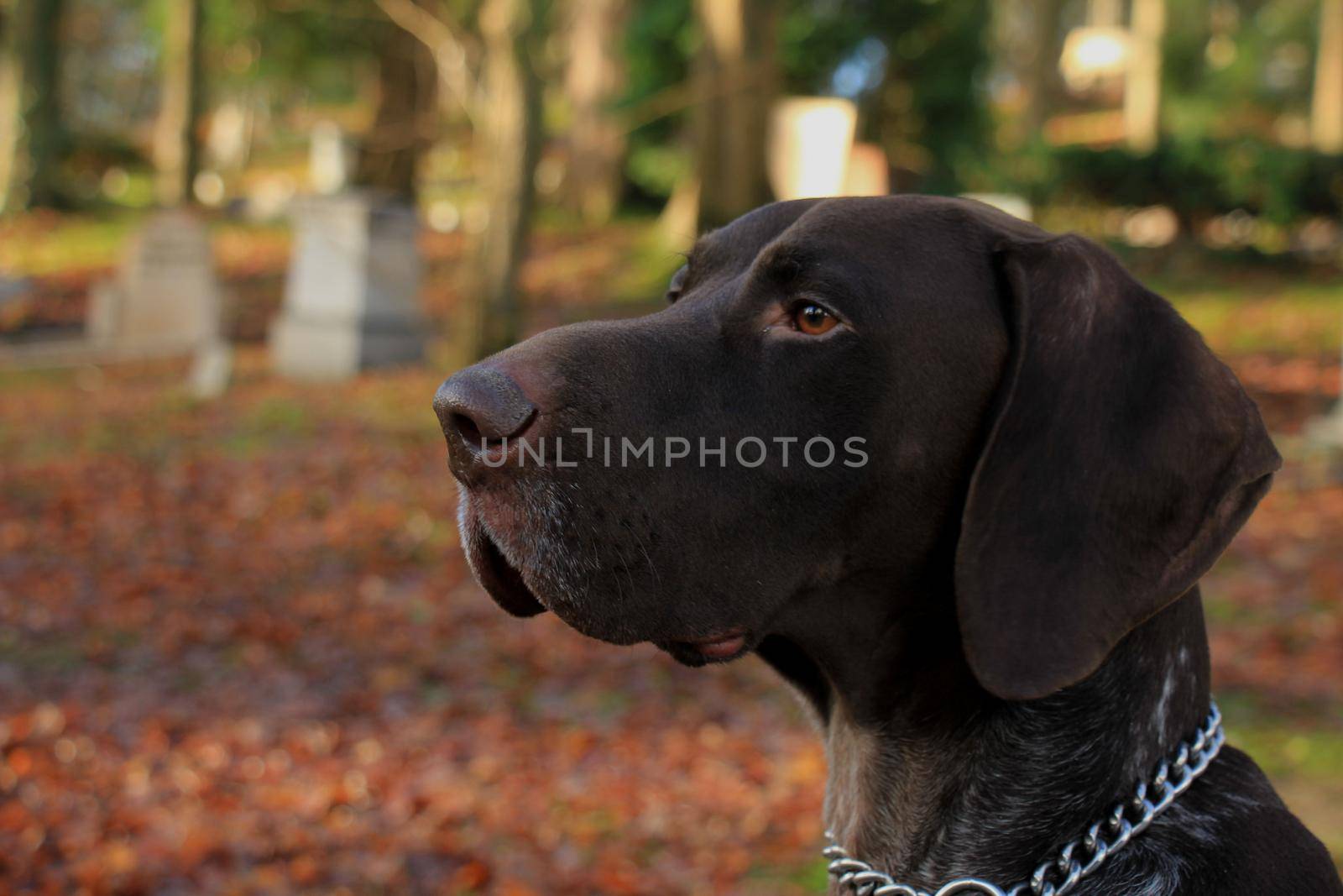 German Shorthaired Pointer, 3 year old male