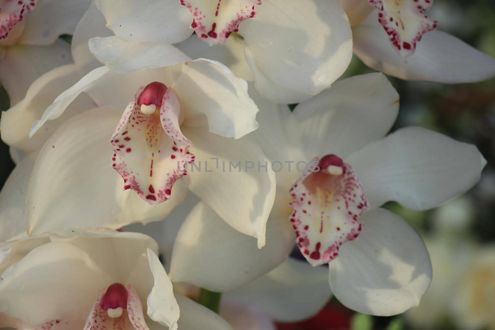 White Cymbidium orchids in a bridal floral arrangement by studioportosabbia