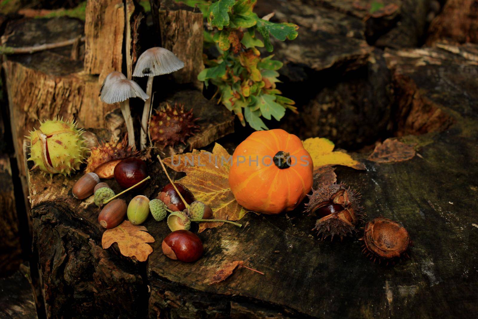 Autumn still life in a fall forest: mushrooms, chestnuts, pumpkins and leaves