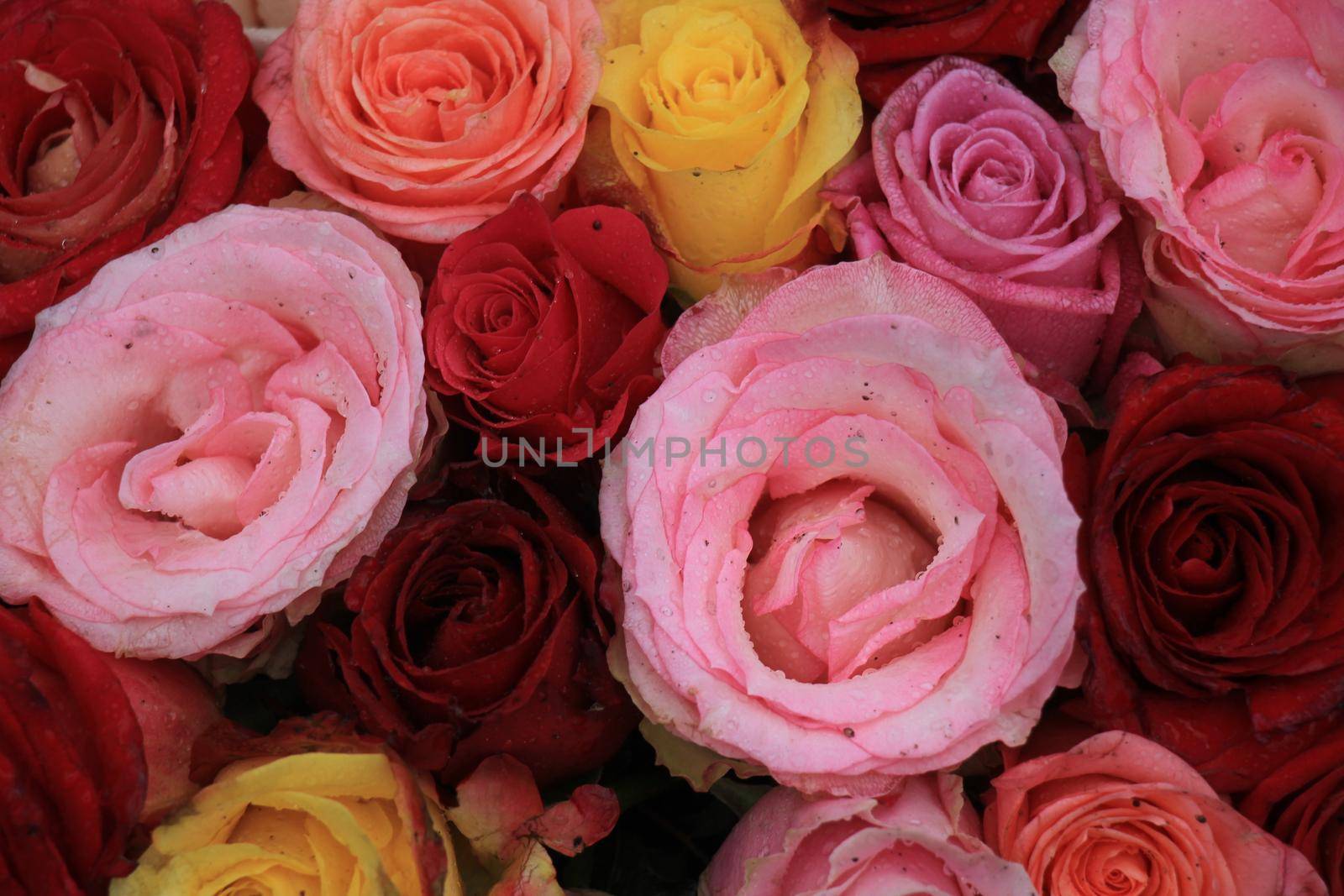 Multicolored roses in a floral wedding decoration by studioportosabbia