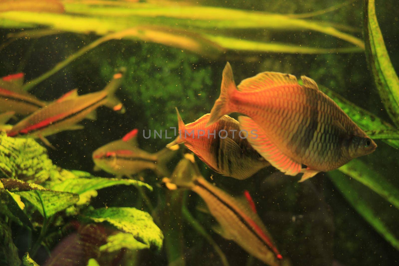 Gourami fishes in a big fish tank