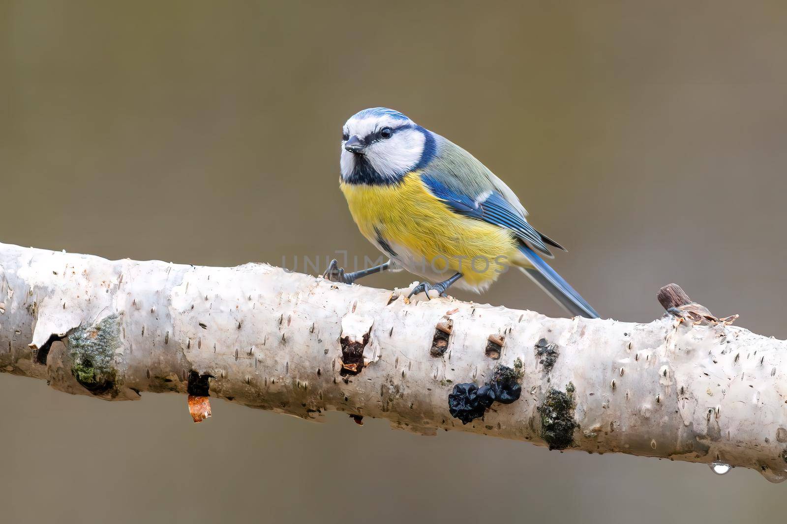 a blue tit sits on a branch