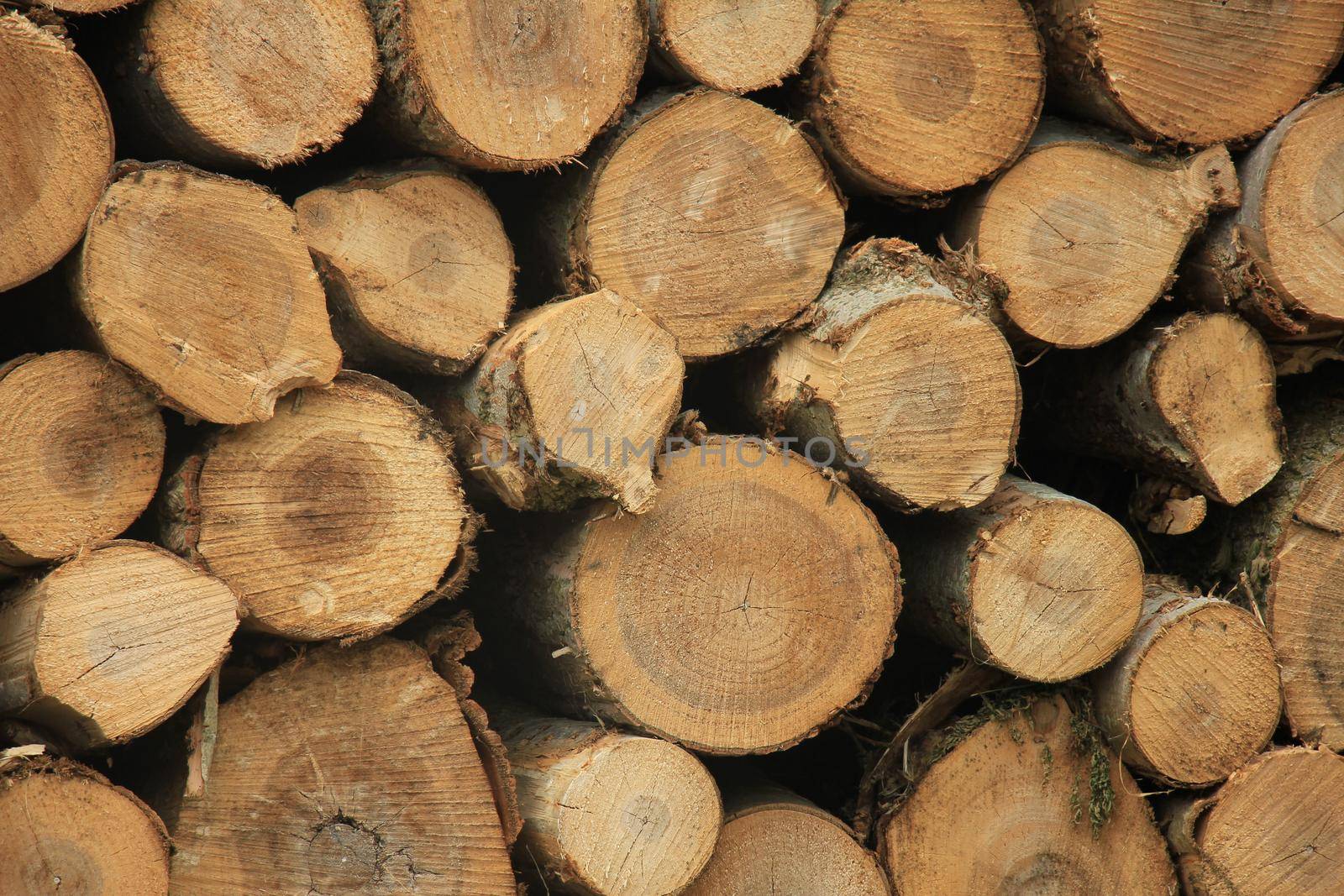 Big piles of chopped fuel wood in a forest