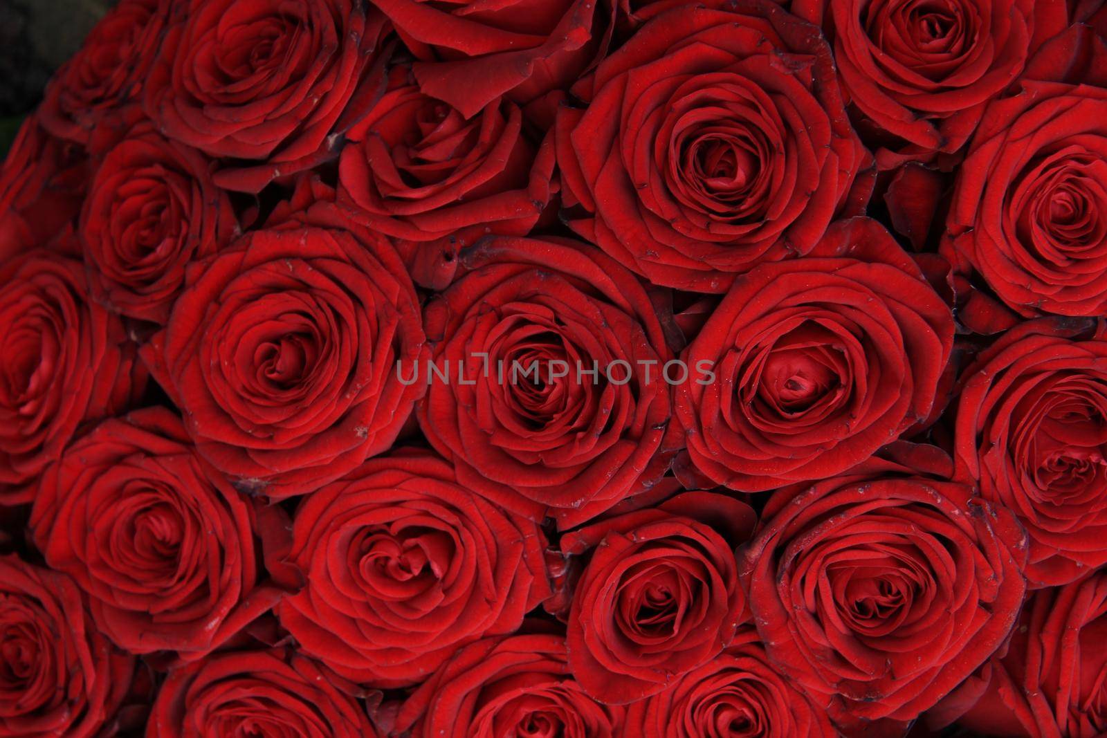 Red roses in a bridal bouquet by studioportosabbia